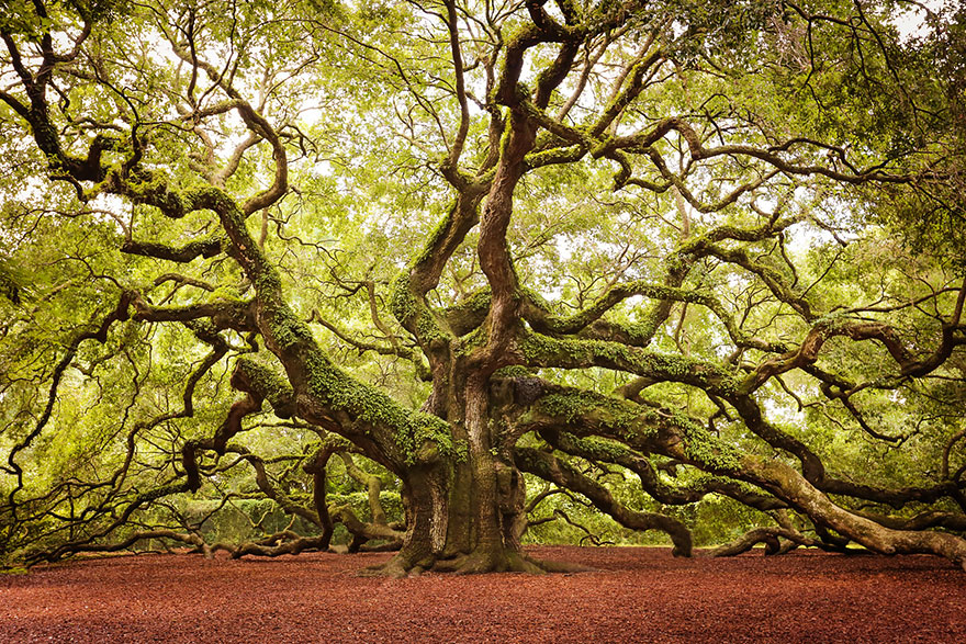 Angel Oak South Carolina